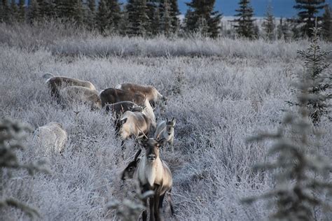 frosted caribou|CMV: Frosted Caribou is part of the problem : r/changemyview